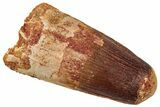 Fossil Spinosaurus Tooth - Robust Tooth #329528-1